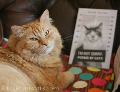 Poet Pia approves - © Colehauscats.com