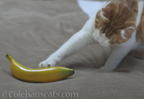 Quint versus a banana - © Colehauscats.com