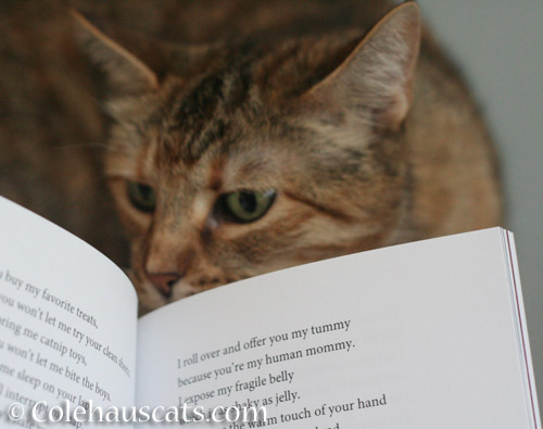 Ruby wanted to skip to the juicy parts - © Colehauscats.com