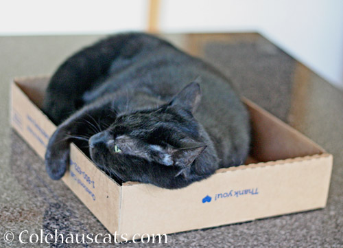 Box-lovin' Olivia - © Colehauscats.com