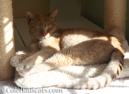 Sunny naps through everything - © Colehauscats.com