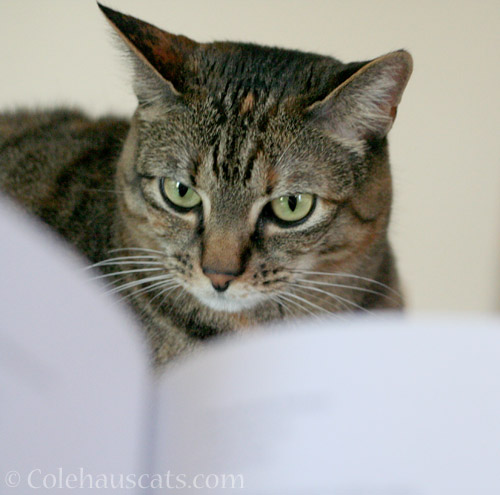 Viola thinks she knows who this poetry is about - © Colehauscats.com
