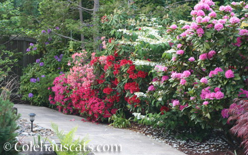 Rhododendrons in bloom - © Colehauscats.com