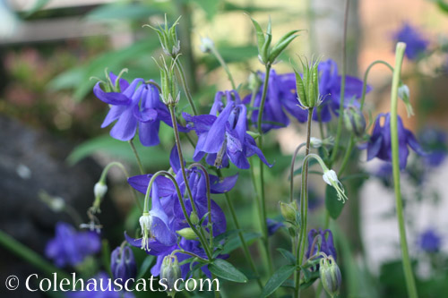 Blue Columbine - © Colehauscats.com