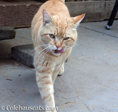 Mmm, good kibble - © Colehauscats.com