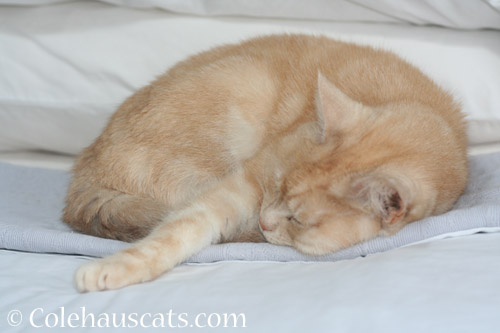 Taking a nap - © Colehauscats.com