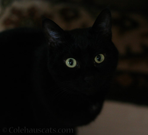 Olivia - © Colehauscats.com