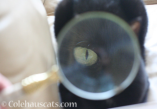 A closer look at Olivia - © Colehauscats.com