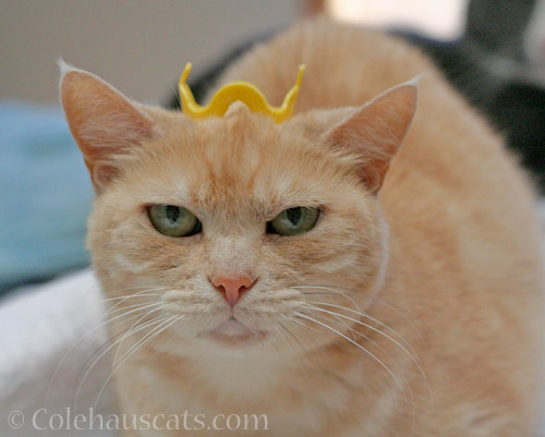 Princess Newton - © Colehauscats.com