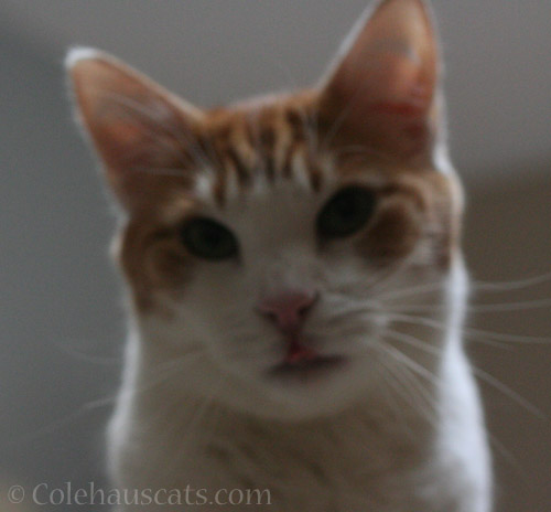 Blep blooper - © Colehauscats.com