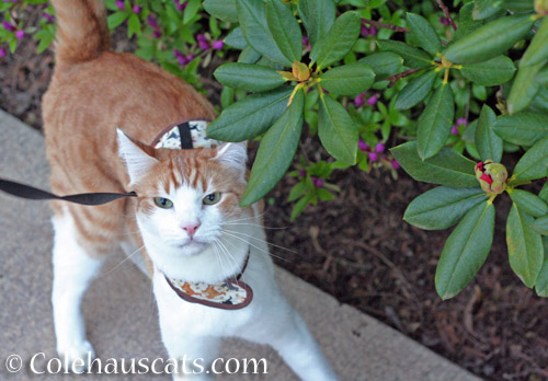 Quint's (nearly) annual spring walk, 2018 - © Colehauscats.com