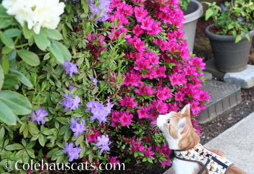 Quint's favorite spring flowers - © Colehauscats.com