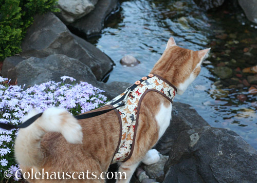 Quint checking out the fountain - © Colehauscats.com