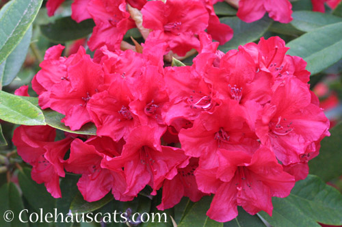 Red Rhododendron, variety Vulcan - © Colehauscats.com