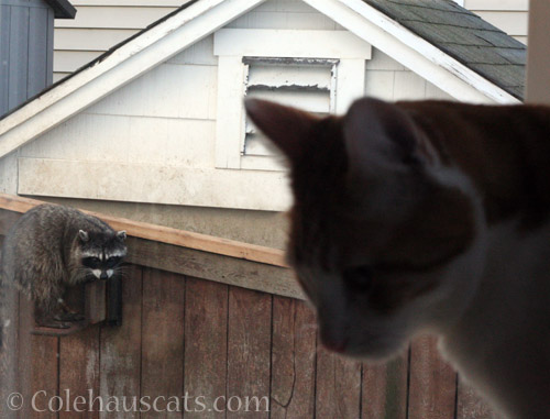 Rose Ears Raccoon at the nut box - © Colehauscats.com