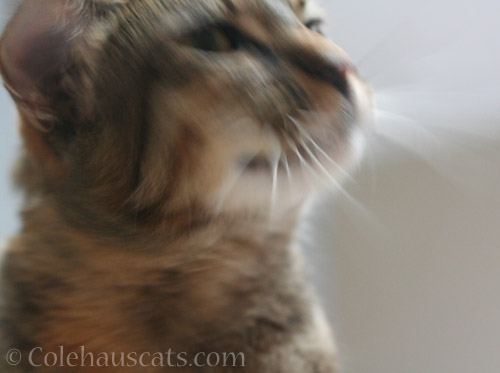 Ruby's blooper - © Colehauscats.com