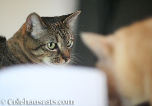 Viola cautiously watches Miss Newton - © Colehauscats.com