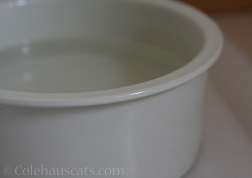Water bowl - © Colehauscats.com
