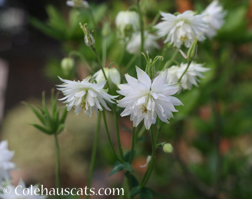 White Columbine - © Colehauscats.com