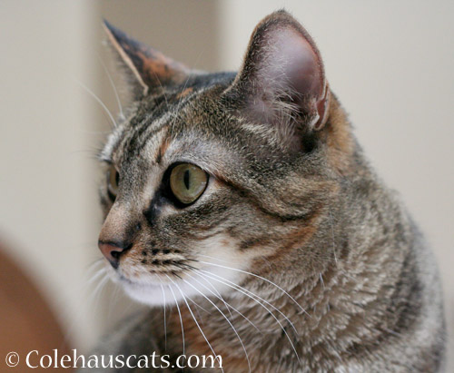 Attentive Viola - © Colehauscats.com