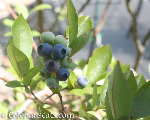 Blueberries, 2018 - © Colehauscats.com