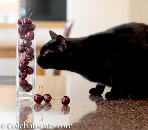 Cherry Olivia - © Colehauscats.com