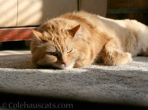 Grumble, grumble - © Colehauscats.com