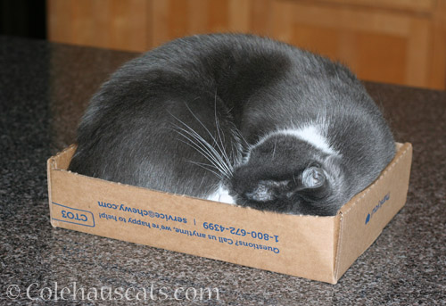 She fits © Colehauscats.com