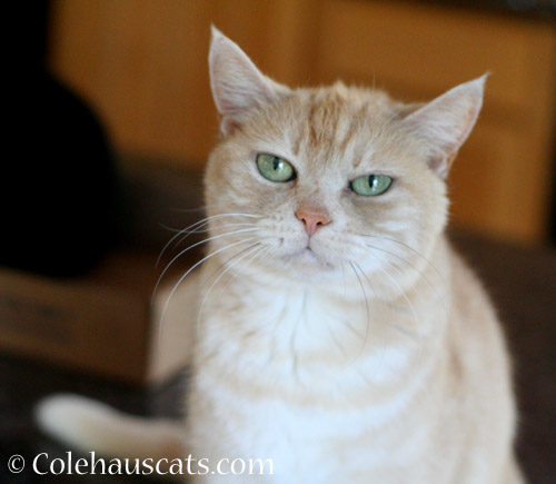Grumpy Miss Newton - © Colehauscats.com