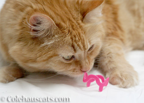 This toy is for playing with, not wearing - © Colehauscats.com