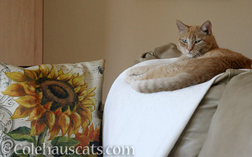 Sunny and sunflowers - © Colehauscats.com