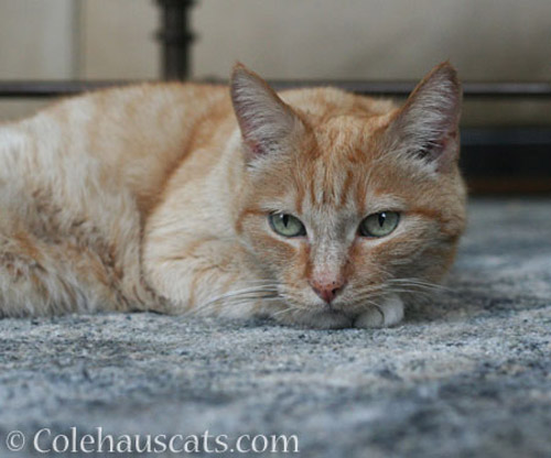 Sunny on blue rug, January 2018 - © Colehauscats.com