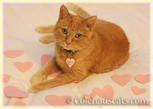 Would you be my Valentine? February 2016 - © Colehauscats.com