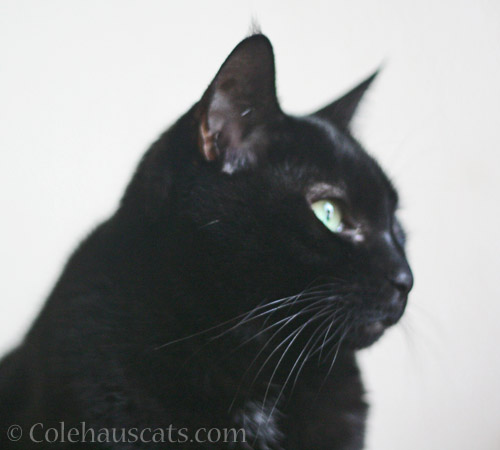 Aloof Olivia - © Colehauscats.com