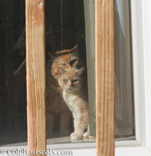 Cats in Jail? © Colehauscats.com