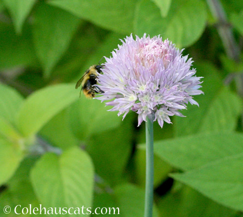Bumblebee on Chive flower, 2018 © Colehauscats.com