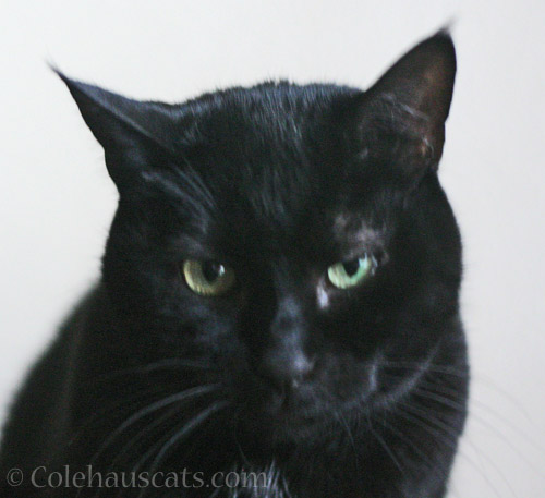 Grumpy Olivia - © Colehauscats.com