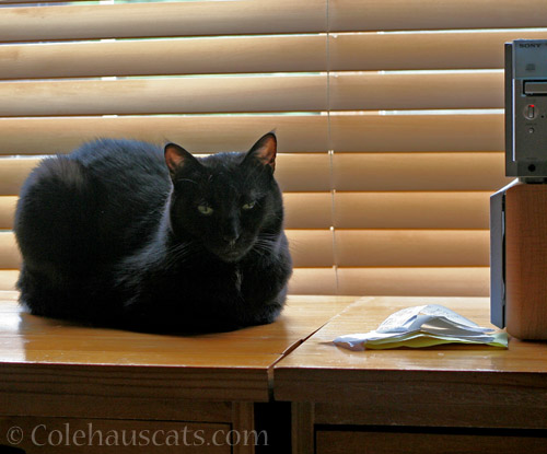 Olivia, Guardian of the Receipts, and the Radio - © Colehauscats.com