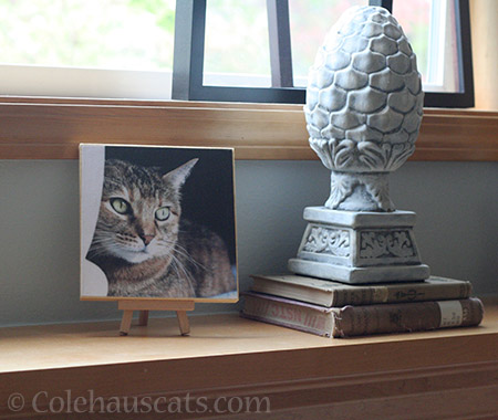 Ruby on our mantle © Colehauscats.com
