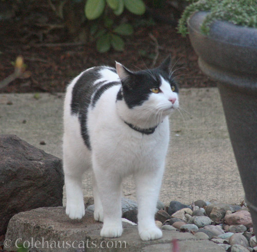 Mystery Cat © Colehauscats.com