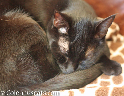 "I simply can't function without an afternoon nap." Olivia © Colehauscats.com