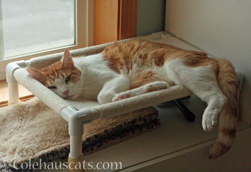 "The best naps are the sprawled out naps." Quint © Colehauscats.com