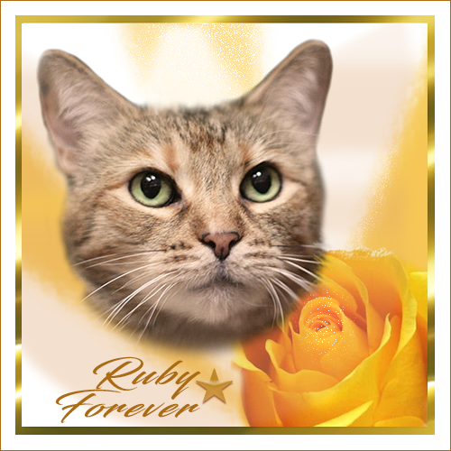 Ruby in our hearts forever. Graphic by Ann Adamus of Zoolatry. Thank you, Ann.