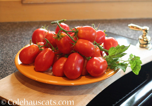 Roma Tomato Haul, 2018 © Colehauscats.com