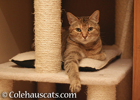 Ruby loved her tower's heated bed, 2015 © Colehauscats.com