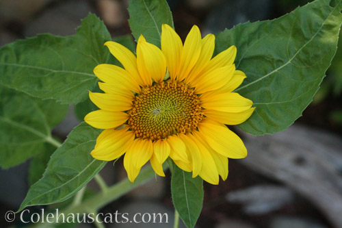 First sunflower, 2018 © Colehauscats.com