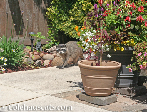 Well, hello Rose Ears © Colehauscats.com