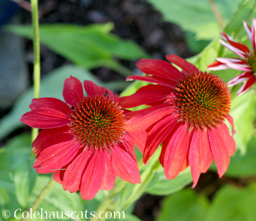 Sunset Echinacea, 2018 © Colehauscats.com