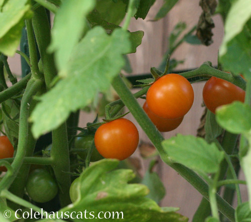 Finally, tomatoes, 2018 © Colehauscats.com