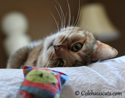 Loving her catnip pillows, 2013 © Colehauscats.com